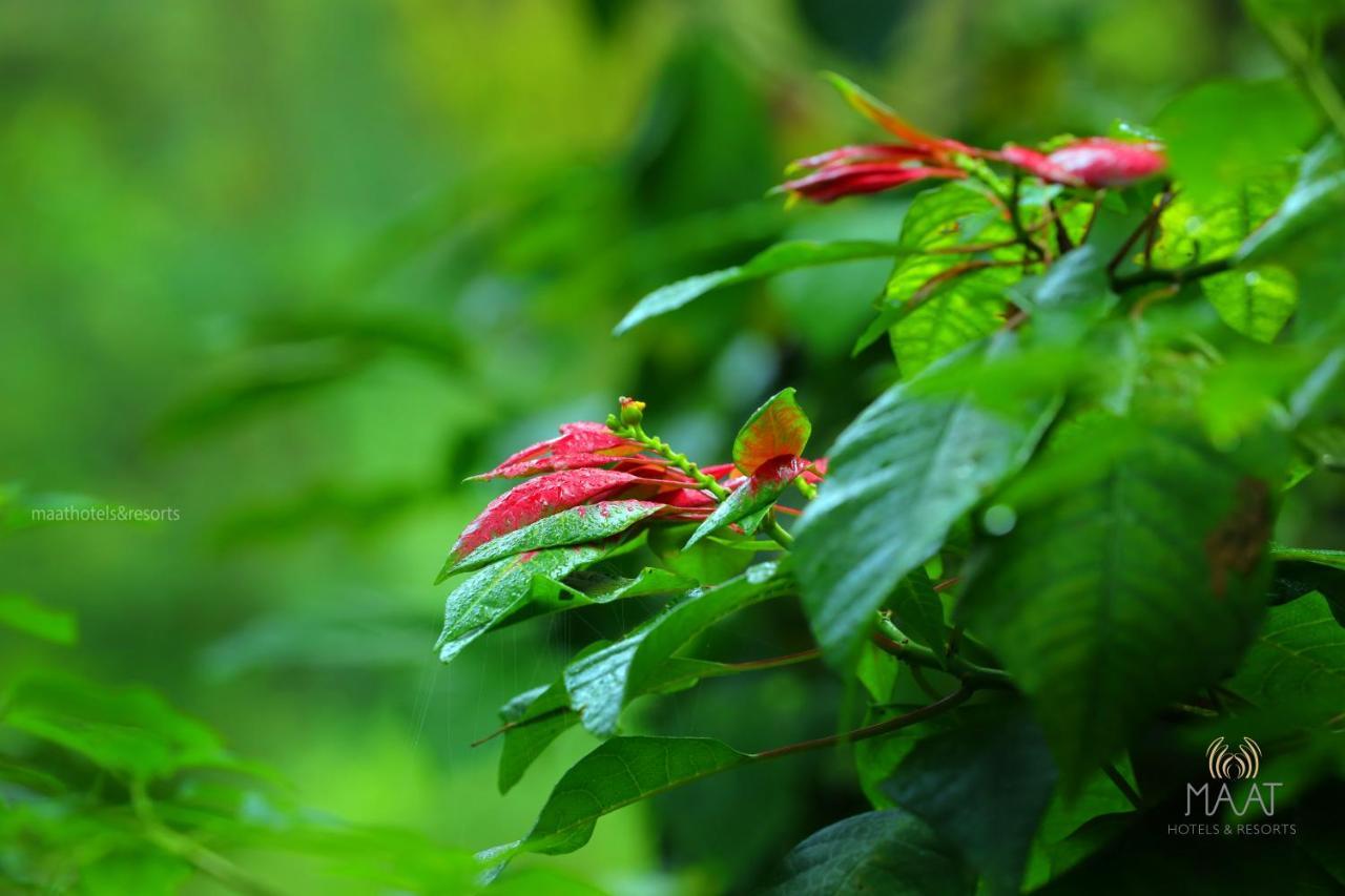 Dew Drops Farm Resorts Munnar Eksteriør billede
